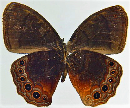 BIOPAT - Patenschaften für biologische Vielfalt - 314 - Eretris ...